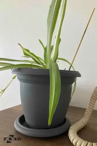 0.6 Litr Antratsit Kulrang Tabakli Mat Plastik Kichik O'lchamli Dumaloq Saks Villa No1 Ø12,5x10,2cm-0,6L - 8