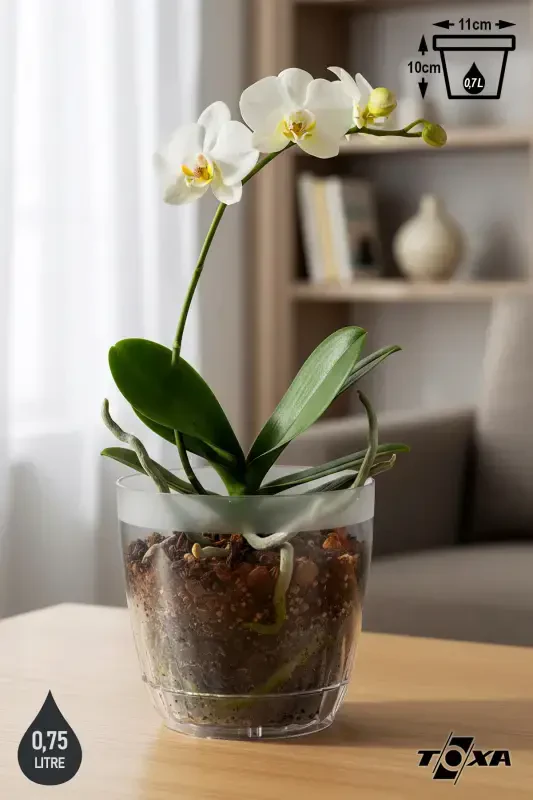 0,7 л Ромашка Орхидея Горшок с Поддоном Прозрачный Пластиковый Горшок Ø11,5x11см-0.7л - 1
