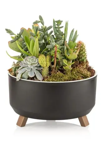 0.7 Liters 15cm Orbita Pot with Legs, Perforated, Drained Plastic Succulent Violet Arrangement Pot-No1 ANTHRACITE 