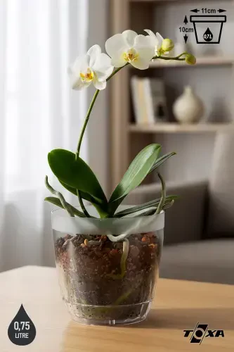 0,7 lt ромашка орхидеяси гулдончаси тарелкали шаффоф пластик гулдон Ø11,5x11cm-0.7L - 1