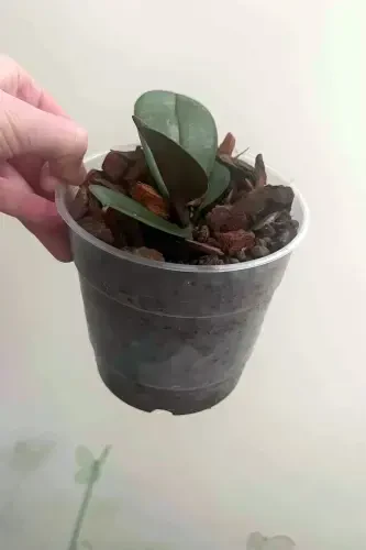 10 Orchid Growing Pots 12 Pot 0.7 Liter Transparent Plastic Pot-10 - 5