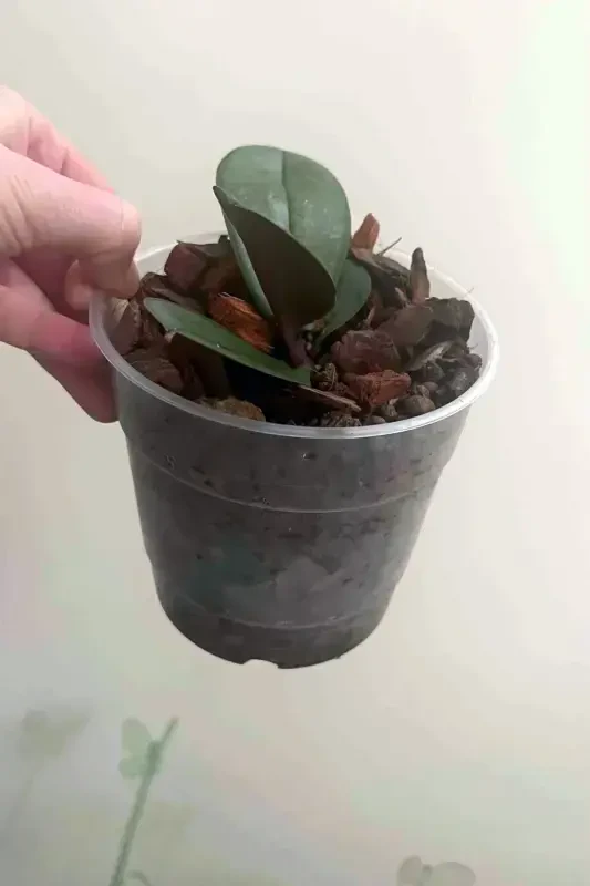 10 Orchid Growing Pots 12 Pot 0.7 Liter Transparent Plastic Pot-10 - 5