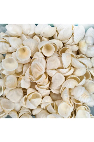 100 pcs Natural Clam Rose Cochles White Seashells - ARMADA