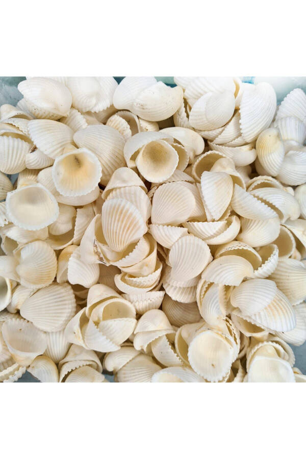 100 pcs Natural Clam Rose Cochles White Seashells - 1