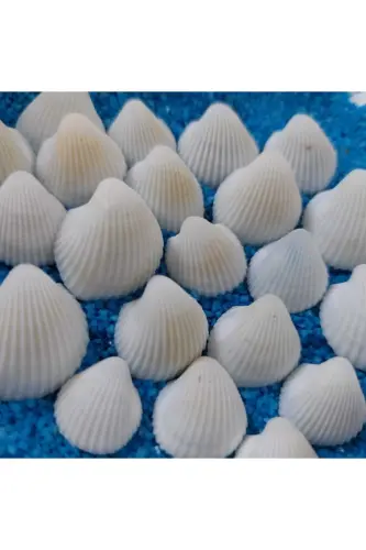 1,5-2,5cm Small Seashells 50gr Terrarium Seashells Silica Aquarium Decoration Tiny Shell Models - 1