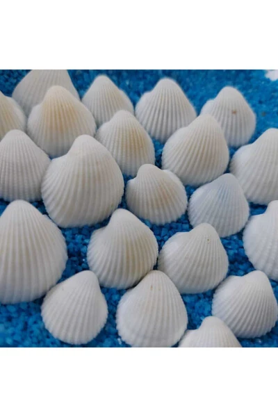 1,5-2,5cm Small Seashells 50gr Terrarium Seashells Silica Aquarium Decoration Tiny Shell Models - AKER HEDIYELIK