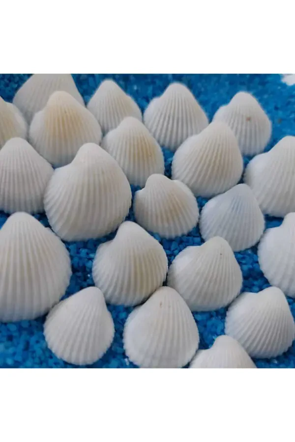 1,5-2,5cm Small Seashells 50gr Terrarium Seashells Silica Aquarium Decoration Tiny Shell Models - 1