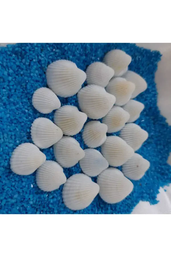 1,5-2,5cm Small Seashells 50gr Terrarium Seashells Silica Aquarium Decoration Tiny Shell Models - 2