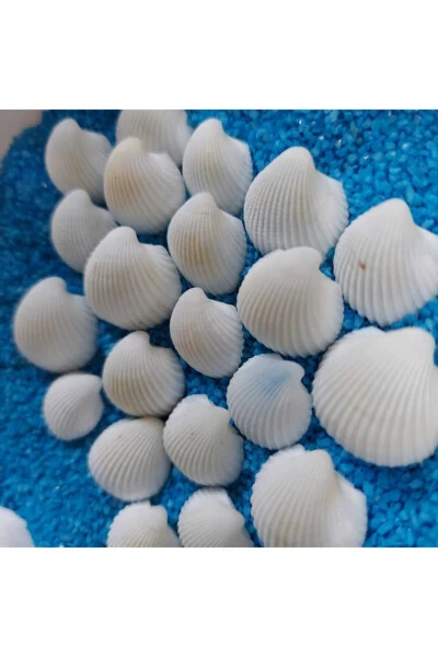 1,5-2,5cm Small Seashells 50gr Terrarium Seashells Silica Aquarium Decoration Tiny Shell Models - 3