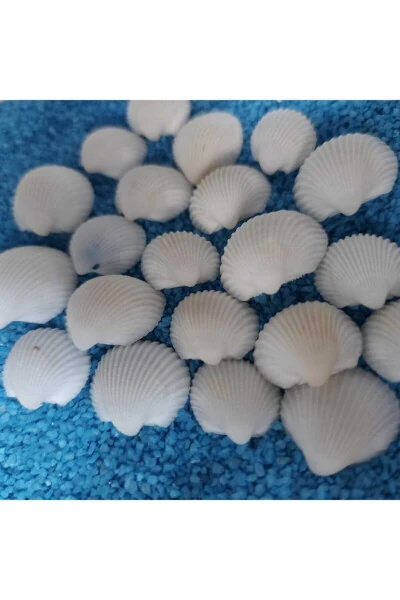1,5-2,5cm Small Seashells 50gr Terrarium Seashells Silica Aquarium Decoration Tiny Shell Models - 4