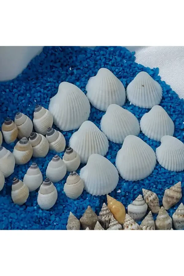 1,5-2,5cm Small Seashells 50gr Terrarium Seashells Silica Aquarium Decoration Tiny Shell Models - 5