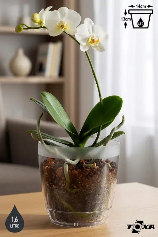 1.5 Liter Daisy Orchid Pot with Tray Transparent Plastic Pot Ø14.3 x 13.3 cm - 1