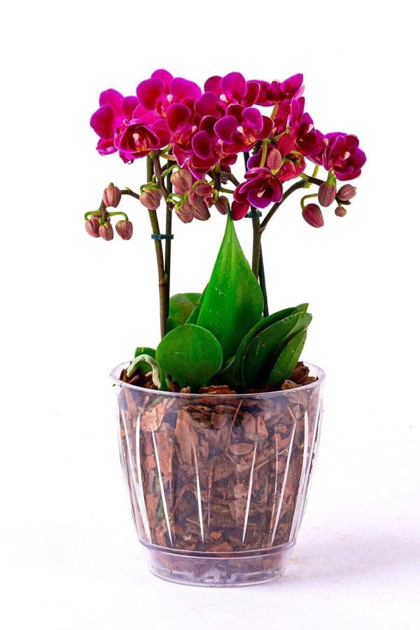 1.5 Liter Daisy Orchid Pot with Tray Transparent Plastic Pot Ø14.3 x 13.3 cm - 19