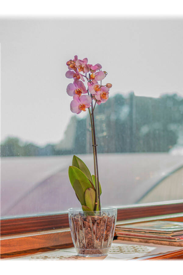 1.5 Liter Daisy Orchid Pot with Tray Transparent Plastic Pot Ø14.3 x 13.3 cm - 21