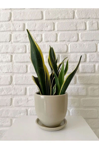 15cm Pot with Saucer, Stone Color - ODKA