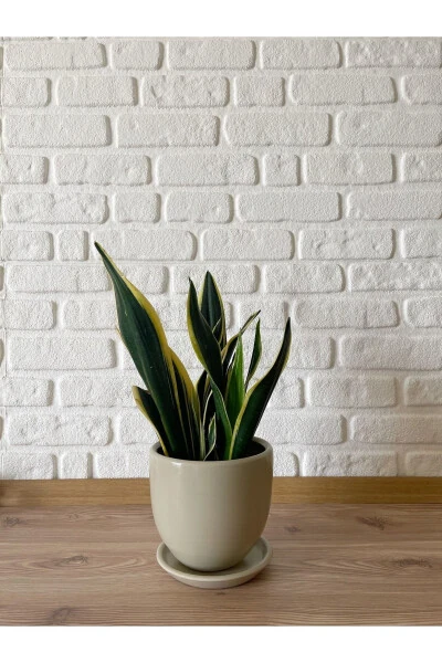 15cm Pot with Saucer, Stone Color - ODKA (1)