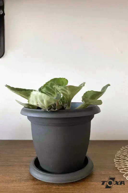 1.7 Litre Antrasit Gri Tabaklı Mat Plastik Küçük Boy Yuvarlak Saksı Villa No3 Ø18x13,2cm-1,7L - 6