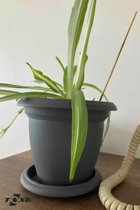 1.7 Litre Antrasit Gri Tabaklı Mat Plastik Küçük Boy Yuvarlak Saksı Villa No3 Ø18x13,2cm-1,7L - 8