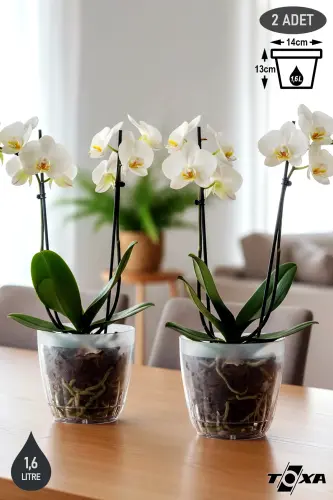 2 Adet 1,6 Litre Kristal Orkide Saksısı Set Tabaklı Şeffaf Plastik Saksı Seti-1,6L Set 