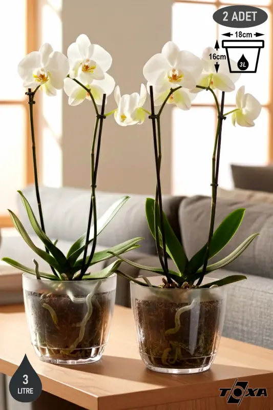 2 Adet 3 Litre Kristal Orkide Saksısı Set Tabaklı Şeffaf Plastik Saksı Seti-3L Set - 1