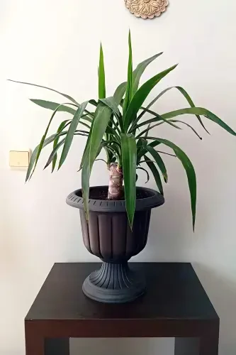 2 ta Kulrang Nargis tuvaklari to'plami Dekorativ plastik gul tuvaklari to'plami - Antratsit - 6