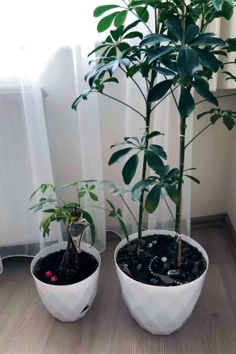 2li Prizma Saksı Seti 4,8 Litre Drenajlı Tabaklı 22cm Plastik Çiçek Saksısı Set Yakamoz No4-Bej Set - 7