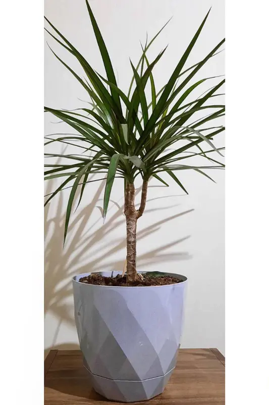 2li Prizma Saksı Seti 4,8 Litre Drenajlı Tabaklı 22cm Plastik Çiçek Saksısı Set Yakamoz No4-Gri Set - 5