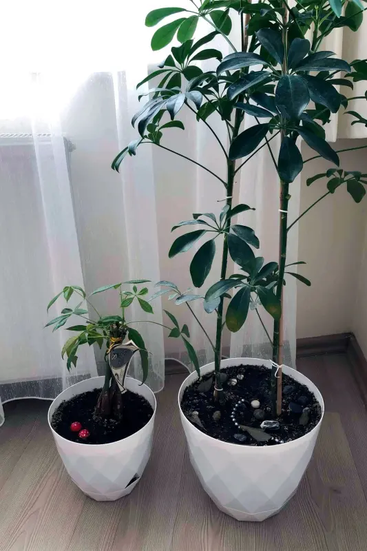 2li Prizma Saksı Seti 4,8 Litre Drenajlı Tabaklı 22cm Plastik Çiçek Saksısı Set Yakamoz No4-Yeşil Set - 8