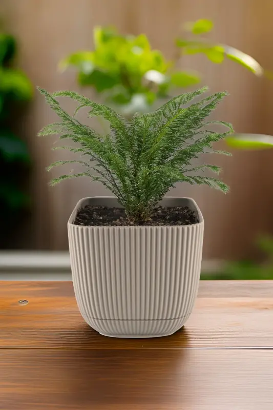 3 Adet 1.8 Kare Mercan Kare Saksı Kaktüs Sukulent Çiçek ve Bitki Saksısı No3 15x13cm - BEJ - 5