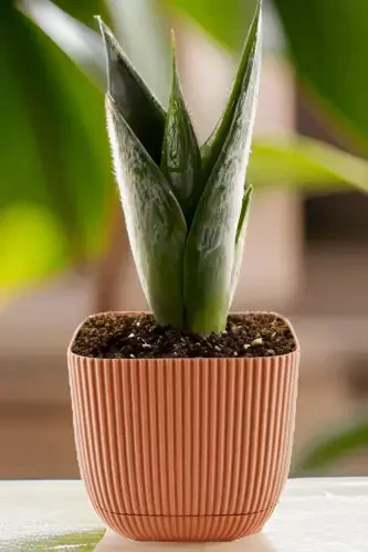 3 Adet 1.8 Kare Mercan Kare Saksı Kaktüs Sukulent Çiçek ve Bitki Saksısı No3 15x13cm-PEMBE - 3