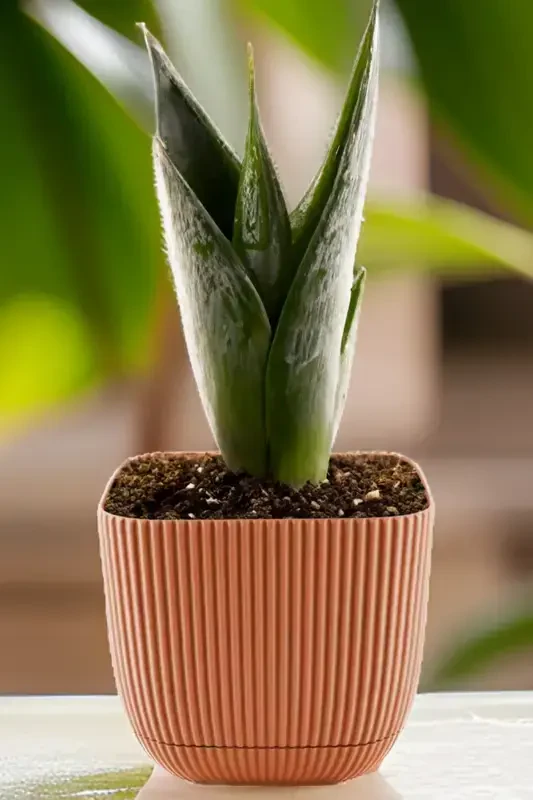 3 Adet 1.8 Kare Mercan Kare Saksı Kaktüs Sukulent Çiçek ve Bitki Saksısı No3 15x13cm-PEMBE - 3