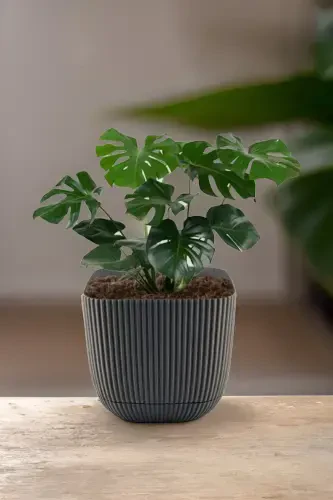 3 Adet 1.8 Litre Üç Renkli Mercan Kare No3 Saksı Plastik Bitki Çiçek Kaktüs Saksısı 15x13cm-KREM - 4