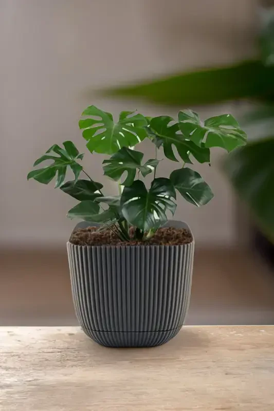 3 Adet 1.8 Litre Üç Renkli Mercan Kare No3 Saksı Plastik Bitki Çiçek Kaktüs Saksısı 15x13cm-KREM - 4