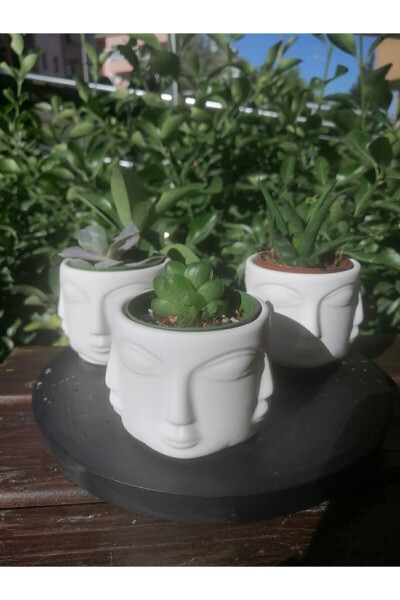 3 dona Adler kichik guldon - 4