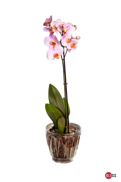 3 L Transparent Plastic Pot with Tray for Daisy Orchid - BLISS
