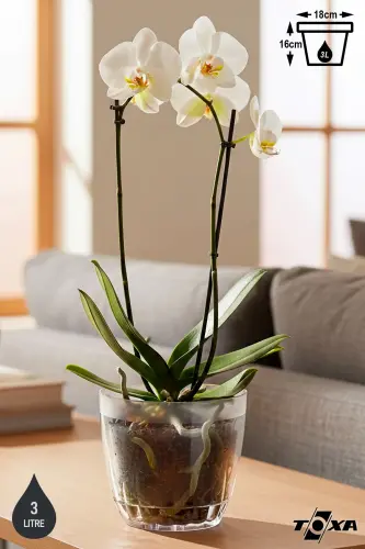 3 Litre Kristal Orkide Saksısı Tabaklı Şeffaf Plastik Saksı Ø18x16,5 Cm-3Lt 