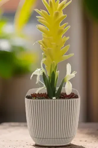 3 Pcs 1.8 Litre Tricolor Coral Square No3 Pot Plastic Plant Flower Cactus Pot 15x13cm-CREAM - 3