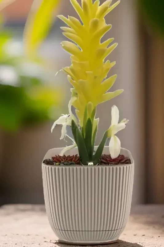 3 Pcs 1.8 Litre Tricolor Coral Square No3 Pot Plastic Plant Flower Cactus Pot 15x13cm-CREAM - 3