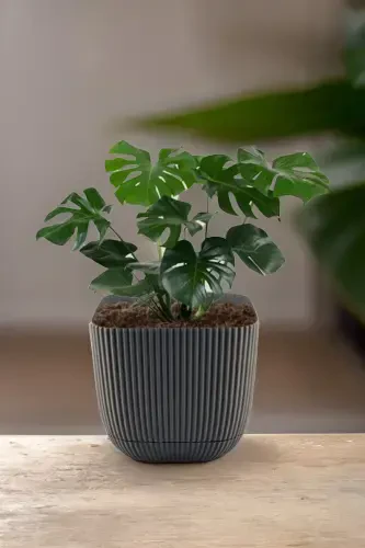 3 Pcs 1.8 Square Coral Square Pot Cactus Succulent Flower and Plant Pot No3 15x13cm-ANTHRACITE - 3