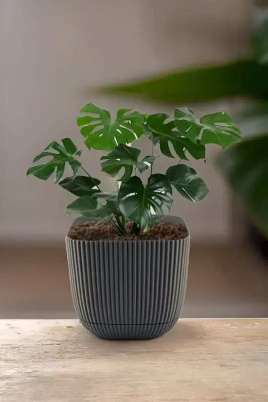 3 Pcs 1.8 Square Coral Square Pot Cactus Succulent Flower and Plant Pot No3 15x13cm-ANTHRACITE - 3