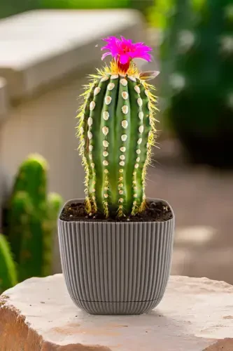 3 Pieces 1.8 Square Coral Square Pot Cactus Succulent Flower and Plant Pot No3 15x13cm-BROWN - 3