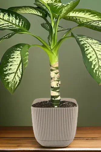 4 Adet No 4 Dekoratif Kaktüs Ve Çiçek Saksı Kare Saksı 4 Lt-NO4KARE - 4