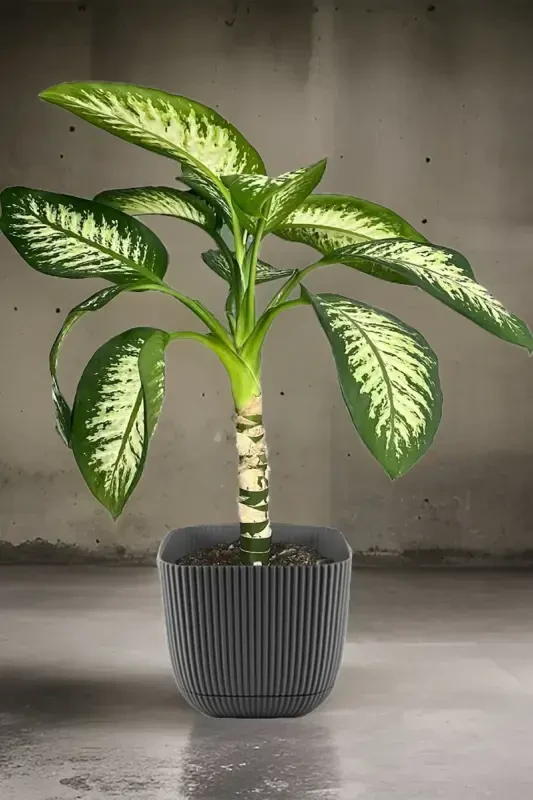 4 Adet No 4 Dekoratif Kaktüs Ve Çiçek Saksı Kare Saksı 4 Lt-NO4KARE - 5