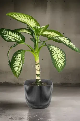 4 Pcs No 4 Decorative Cactus And Flower Pot Square Pot 4 Lt-NO4KARE - 5