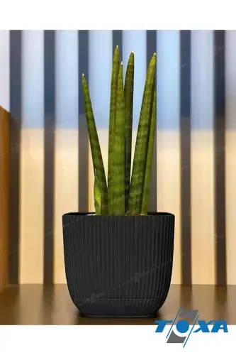 4 Units 0.27 Liter Anthracite Coral Square Pot Mini Size Cactus Succulent Pot with Saucer Plastic Pot-ANTHRACITE - 7