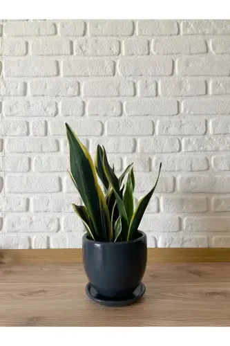 5-liter Classic Pot with Saucer 15cmx15cm Anthracite Color-Anthracite - 3