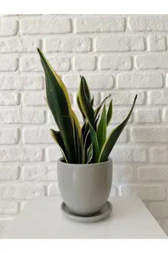 5 litr Klassik Kosachli likopchali 15cmx15cm Granit Rang-GRANIT - 1