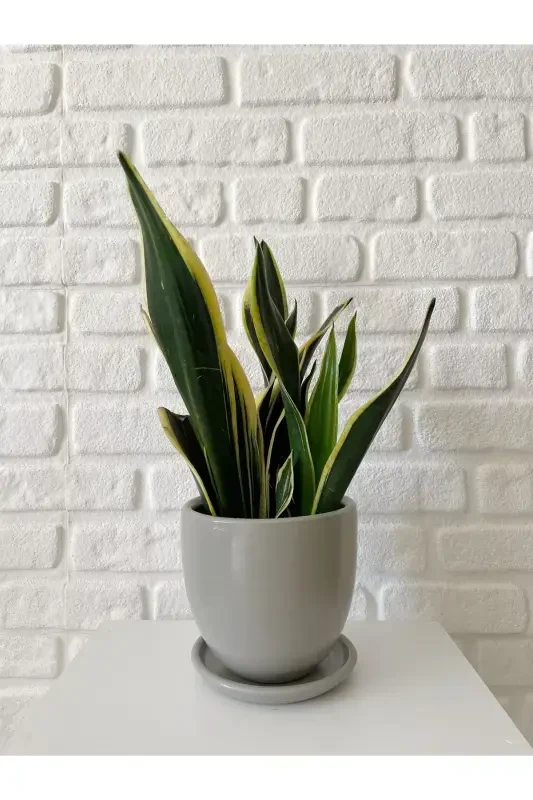 5 litr Klassik Kosachli likopchali 15cmx15cm Granit Rang-GRANIT - 1