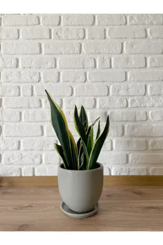 5 litr Klassik Kosachli likopchali 15cmx15cm Granit Rang-GRANIT - Modazone (1)