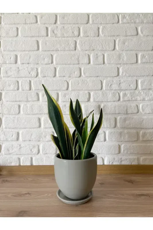 5 litr Klassik Kosachli likopchali 15cmx15cm Granit Rang-GRANIT - 2